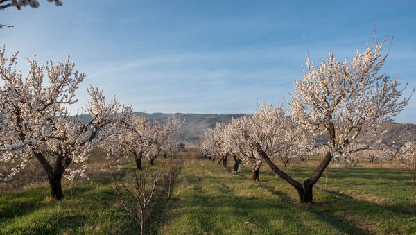Весна в селе Уджан, Арагацотн - Sputnik Армения