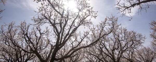 Весна в селе Джанфида, Армавир Весна в селе Джанфида, Армавир - Sputnik Армения