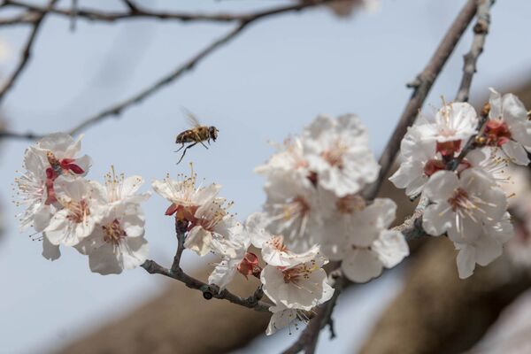 Весна в селе Джанфида, Армавир - Sputnik Армения