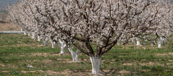 Весна в селе Джанфида, Армавир Весна в селе Джанфида, Армавир - Sputnik Արմենիա