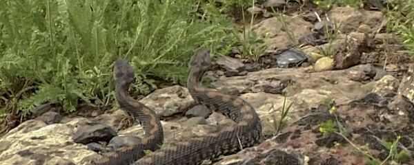 Во время брачного периода змеи устраивают поединки за самку на подобие рыцарских турниров - Sputnik Армения