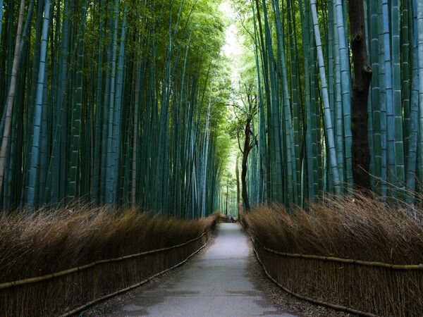 Бамбуковый лес Сагано, Япония - Sputnik Армения
