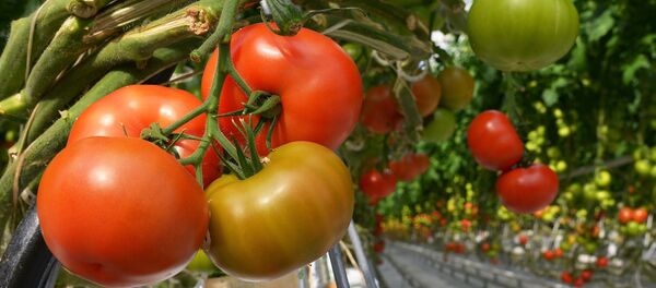 Помидоры, выращиваемые в теплице - Sputnik Армения