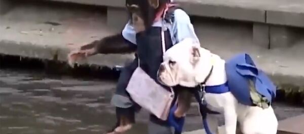 Обезьянка с собачкой - Sputnik Արմենիա