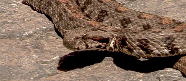 Яд армянской гадюки не смертелен и применяется в лечении рака кожи - Sputnik Армения