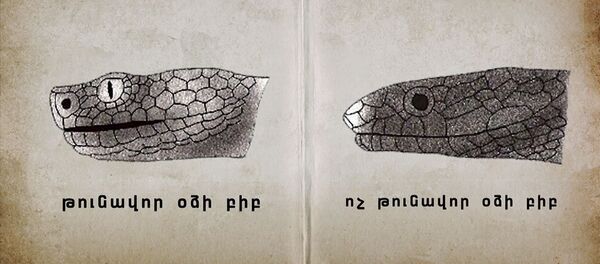 При укусе змеи необходимо не паниковать и как можно больше пить воду - Sputnik Армения
