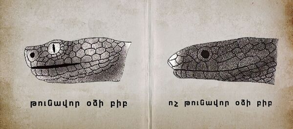 Օձի խայթոցի ժամանակ պետք է խուճապի չմատնվել ու շատ ջուր խմել Օձի խայթոցի ժամանակ պետք է խուճապի չմատնվել ու շատ ջուր խմել - Sputnik Արմենիա