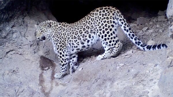Кавказский леопард впервые попал в объектив камер-ловушек в Хосровском заповеднике - Sputnik Армения