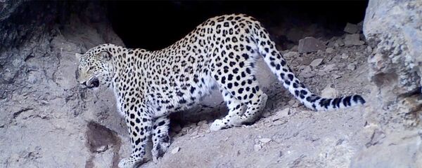 Кавказский леопард впервые попал в объектив камер-ловушек в Хосровском заповеднике Кавказский леопард впервые попал в объектив камер-ловушек в Хосровском заповеднике - Sputnik Արմենիա