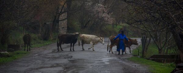 Сельские будни, Ехегис, Вайоц Дзор - Sputnik Արմենիա
