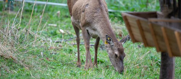 Породистые кавказские олени, привезенные из Ирана в Армению Породистые кавказские олени, привезенные из Ирана в Армению - Sputnik Արմենիա