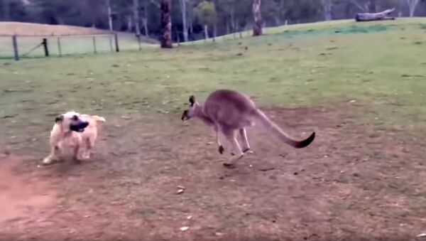 Овчарка превратилась в кенгуру и играет с новым другом - Sputnik Արմենիա