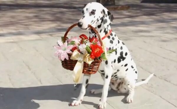 Далматин с цветами Далматин с цветами - Sputnik Армения