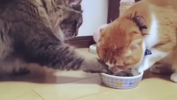 Кошки отнимают друг у друга еду - Sputnik Армения