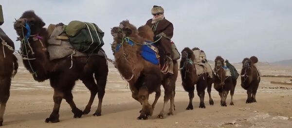 На верблюдах из Улан-Батора в Лондон - Sputnik Армения