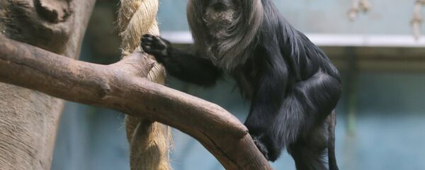 Московский зоопарк Московский зоопарк - Sputnik Армения