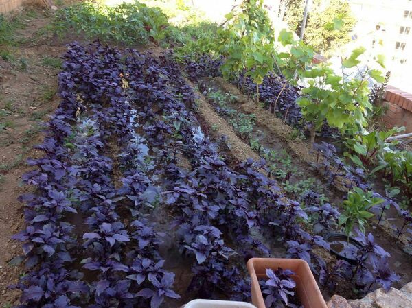 Базилик Базилик - Sputnik Армения