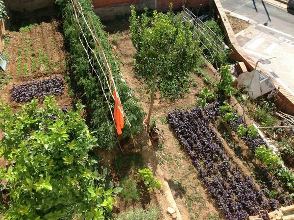 Сад Лерника Азизяна, где он выращивает различные продукты, в том числе армянские абрикосы, черешню, базилик Сад Лерника Азизяна, где он выращивает различные продукты, в том числе армянские абрикосы, черешню, базилик - Sputnik Армения