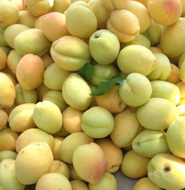 Армянские абрикосы Армянские абрикосы - Sputnik Армения