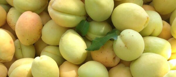 Армянские абрикосы - Sputnik Армения