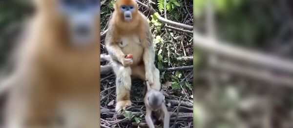 Перерыв на обед - Sputnik Արմենիա