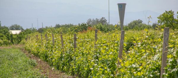 Противоградовая система в Араратской области - Sputnik Армения