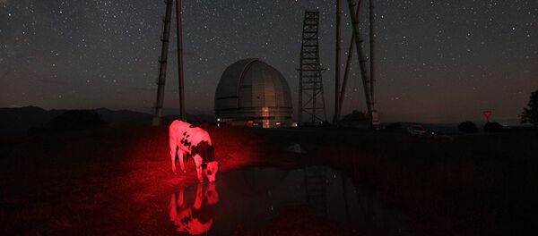 Фотография Красная корова Марии Плотниковой (Россия), попавшая в шорт-лист конкурса фотожурналистики имени Андрея Стенина - Sputnik Армения