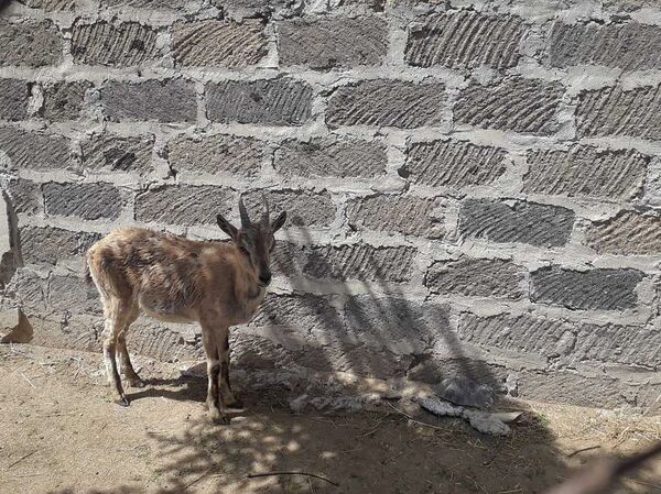 Занесенного в Красную книгу безоарового козла перевели в зоопарк (22 мая 2018). Ереван - Sputnik Армения