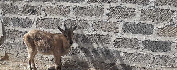 Занесенного в Красную книгу безоарового козла перевели в зоопарк (22 мая 2018). Ереван - Sputnik Արմենիա