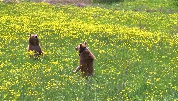 Два спасенных медведя выпущены на волю в Армении. - Sputnik Արմենիա