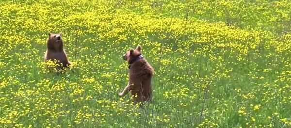 Два спасенных медведя выпущены на волю в Армении. - Sputnik Արմենիա