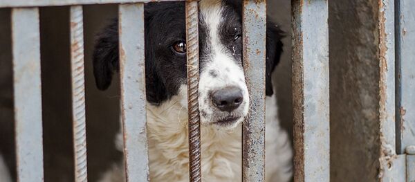 Собака в Юниграф-Икс - Sputnik Армения