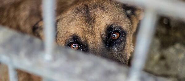 Собака в Юниграф-Икс - Sputnik Армения