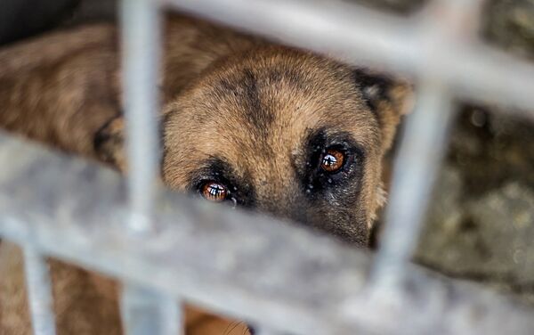 Собака в Юниграф-Икс - Sputnik Армения