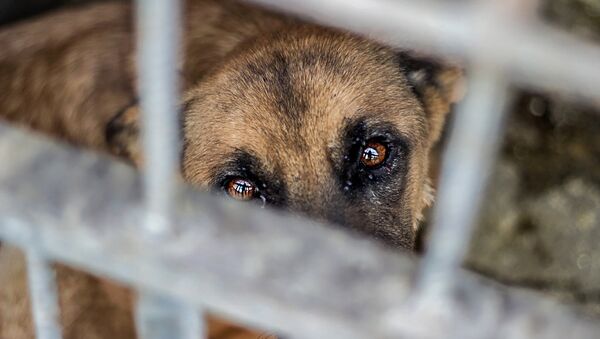 Собака в Юниграф-Икс - Sputnik Армения