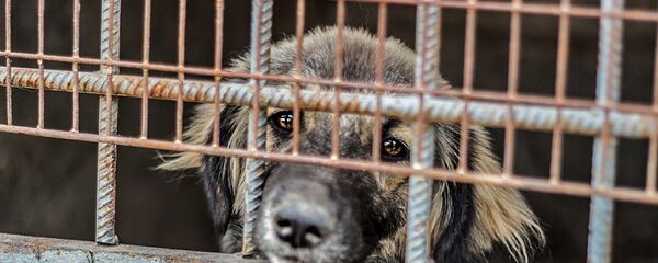 Собака в Юниграф-Икс Собака в Юниграф-Икс - Sputnik Армения