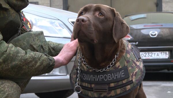 СПУТНИК_Лабрадор Джоли продемонстрировала новый российский бронежилет для собак - Sputnik Армения