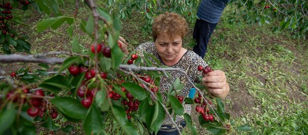 Сбор черешни в Армавирской области - Sputnik Армения