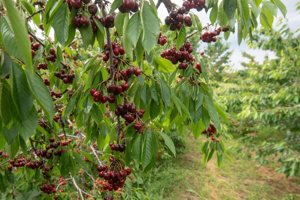 Сбор черешни в Армавирской области - Sputnik Армения