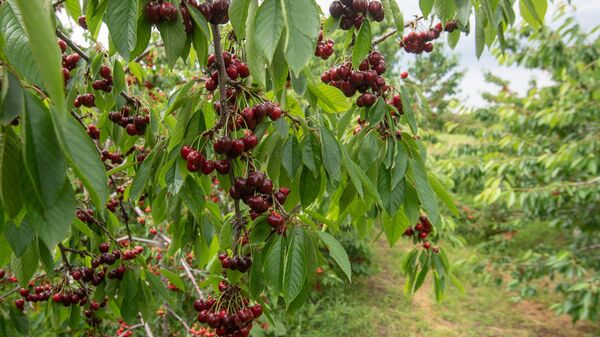 Сбор черешни в Армавирской области - Sputnik Армения