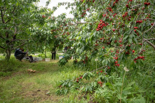 Сбор черешни в Армавирской области Сбор черешни в Армавирской области - Sputnik Արմենիա