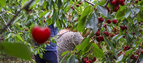 Крестьяне Армавирской области рассказывают о падении цен на черешню Крестьяне Армавирской области рассказывают о падении цен на черешню - Sputnik Армения