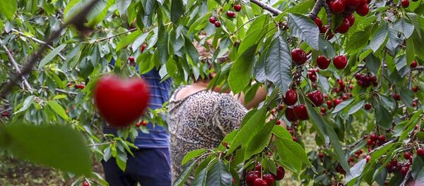 Արմավիրի մարզի գյուղացիները պատմում են կեռասի գների անկման մասին Արմավիրի մարզի գյուղացիները պատմում են կեռասի գների անկման մասին - Sputnik Արմենիա