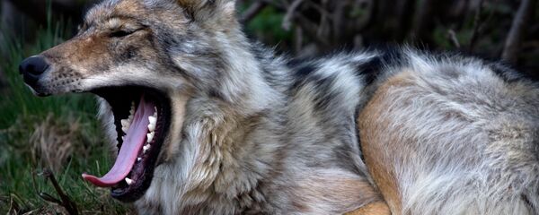 Волк - Sputnik Արմենիա