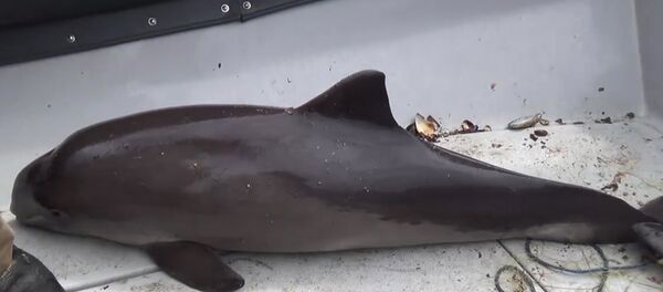 ФСБ России задержало в Крыму украинское рыболовецкое судно ЯМК-0041 - Sputnik Армения