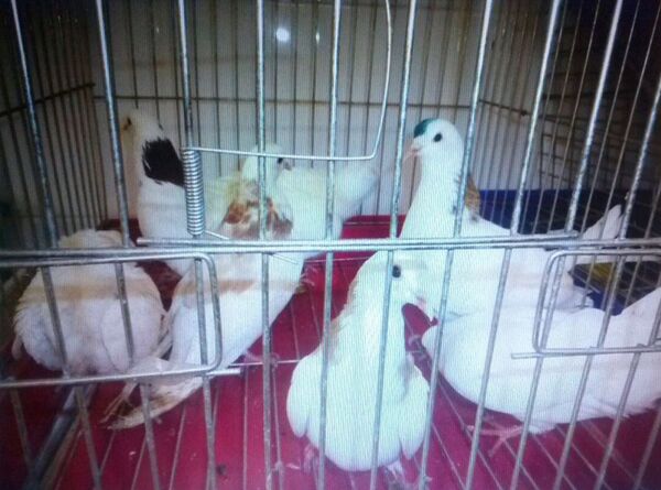 Управления Россельхознадзора по Новосибирской области депортировало 17 декоративных голубей в Армению Управления Россельхознадзора по Новосибирской области депортировало 17 декоративных голубей в Армению - Sputnik Արմենիա