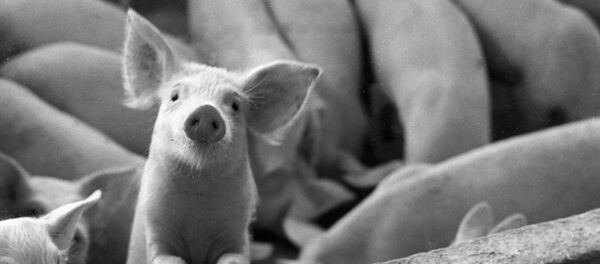 Поросенок - Sputnik Արմենիա