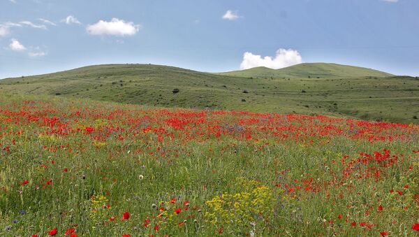 Маковое поле у села Арени - Sputnik Армения