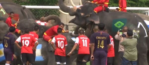 Футбольный матч между школьниками и слонами - Sputnik Армения