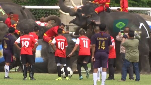 Футбольный матч между школьниками и слонами - Sputnik Արմենիա